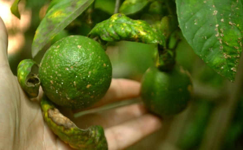 Pés de casa: caqui e limão do pátio da Prof.&nbsp;Lola